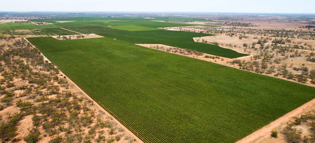 Aerial shot of Duxton vineyard